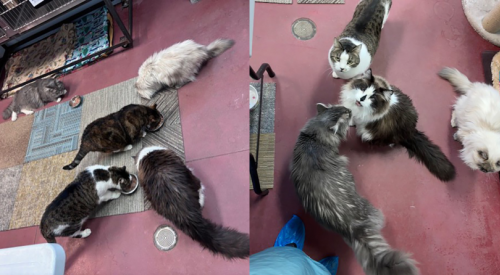 7 cats surrendered after death of owner a reminder to include pets in estate planning: BC SPCA